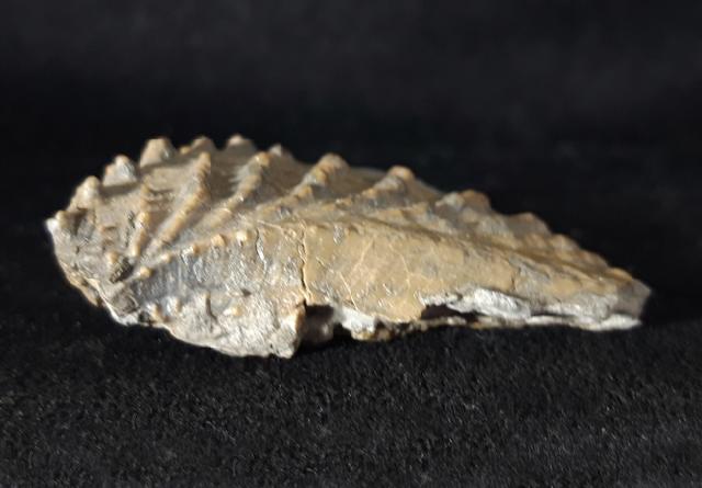 Scaphotrigonia navis (LAMARCK 1819) - Bild © FossNet FossilienStore
